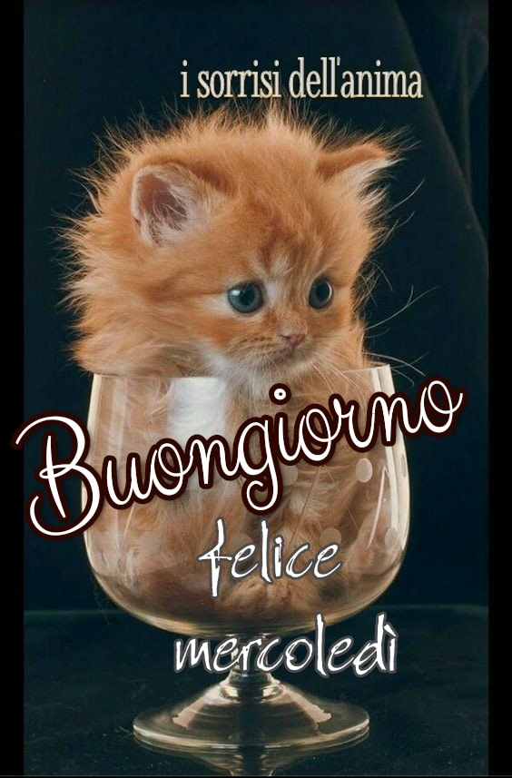 Buongiorno felice mercoledì