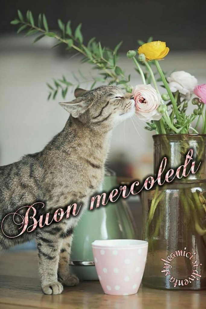 Buon mercoledì 