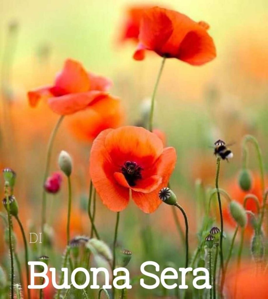 Buona Sera