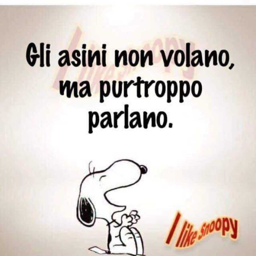 Gli asini non volano ma purtroppo parlano