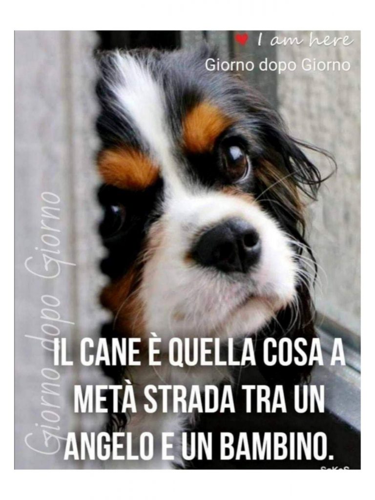 Il cane è quella cosa a metà strada tra un angelo e un bambino