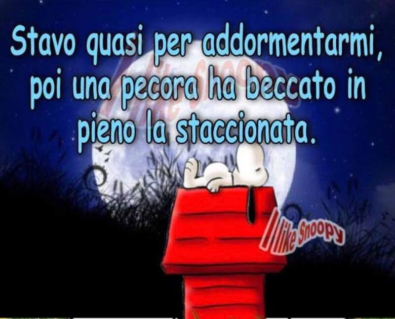 Stavo quasi per addormentarmi, poi una pecora ha beccato in pieno la staccionata