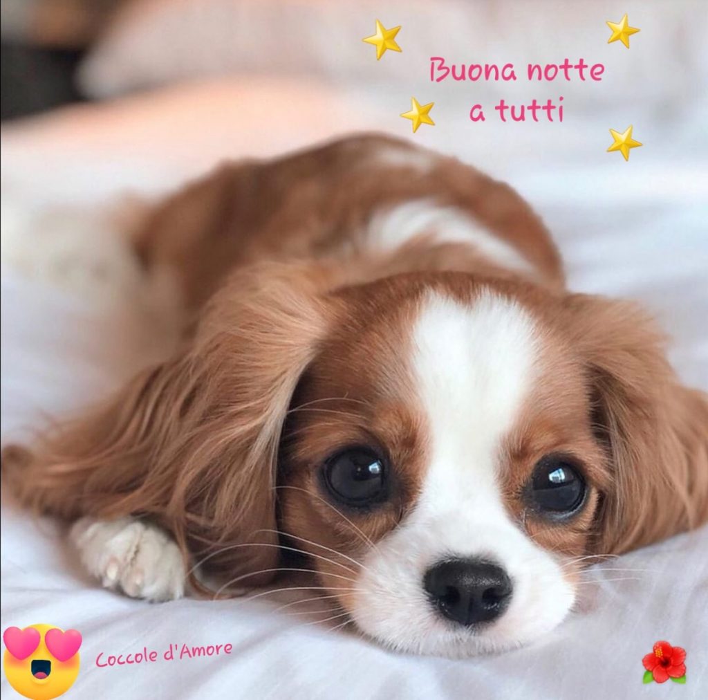 Buona notte a tutti